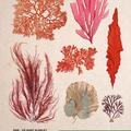 Copertă produs Botanica ilustrată - gallery small 