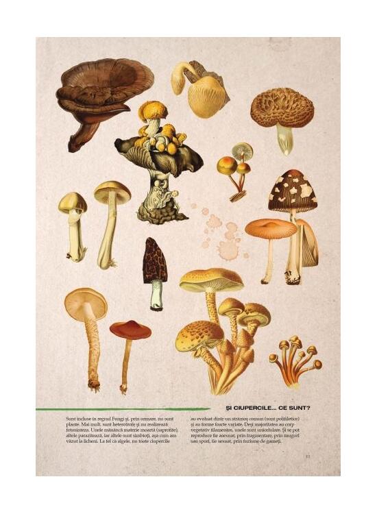 Copertă produs Botanica ilustrată - gallery big 4
