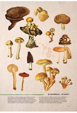 Copertă produs Botanica ilustrată