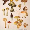 Copertă produs Botanica ilustrată - gallery small 