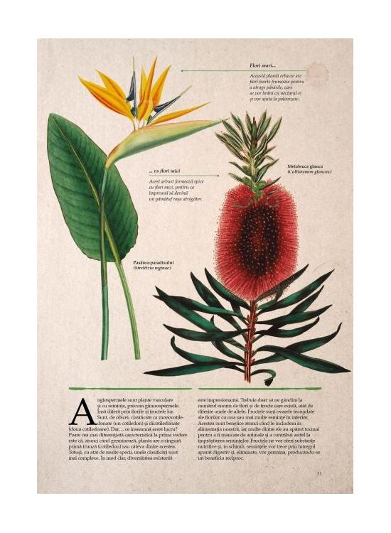 Copertă produs Botanica ilustrată - gallery big 5