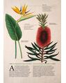 Copertă produs Botanica ilustrată - thumb 5