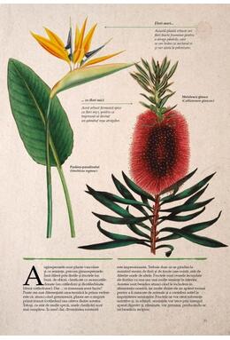 Copertă produs Botanica ilustrată