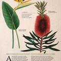 Copertă produs Botanica ilustrată - gallery small 