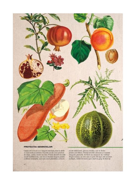 Copertă produs Botanica ilustrată - gallery big 6
