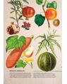 Copertă produs Botanica ilustrată - thumb 6