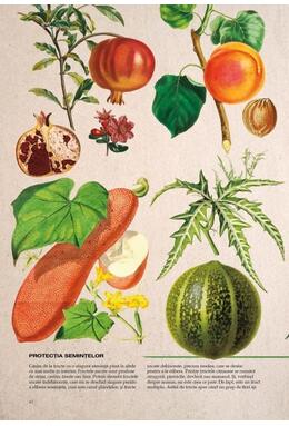 Copertă produs Botanica ilustrată