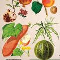 Copertă produs Botanica ilustrată - gallery small 