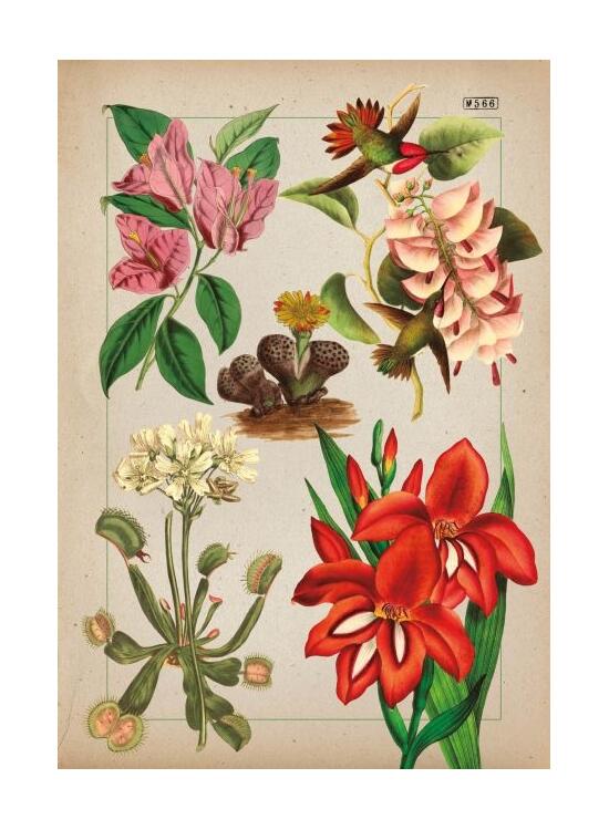 Copertă produs Botanica ilustrată - gallery big 7