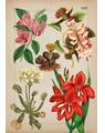Copertă produs Botanica ilustrată - thumb 7