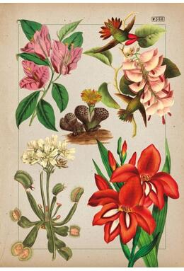 Copertă produs Botanica ilustrată