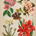 Copertă produs Botanica ilustrată - gallery small 