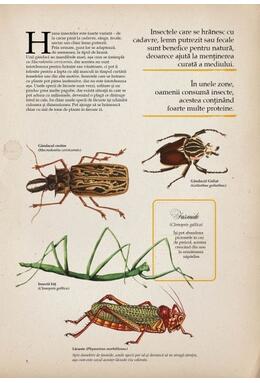 Copertă produs Zoologia ilustrată