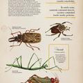 Copertă produs Zoologia ilustrată - gallery small 