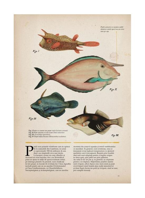 Copertă produs Zoologia ilustrată - gallery big 4