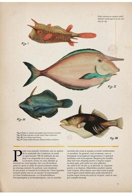 Copertă produs Zoologia ilustrată