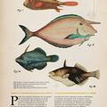 Copertă produs Zoologia ilustrată - gallery small 