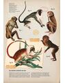 Copertă produs Zoologia ilustrată - thumb 5