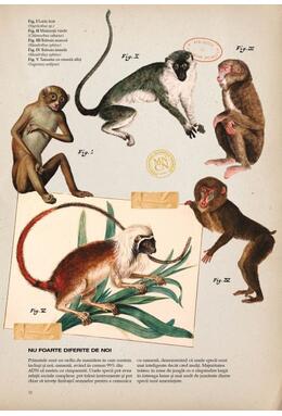 Copertă produs Zoologia ilustrată