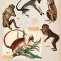 Copertă produs Zoologia ilustrată - gallery small 