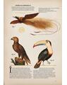 Copertă produs Zoologia ilustrată - thumb 6