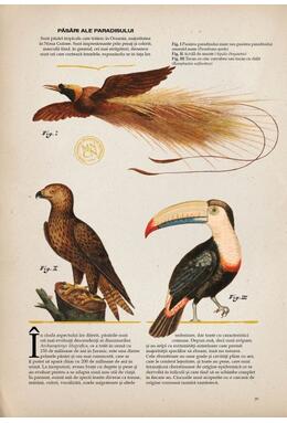 Copertă produs Zoologia ilustrată