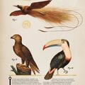 Copertă produs Zoologia ilustrată - gallery small 