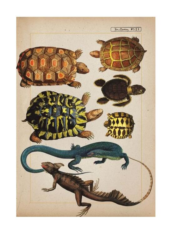 Copertă produs Zoologia ilustrată - gallery big 7