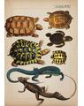 Copertă produs Zoologia ilustrată - thumb 7