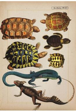 Copertă produs Zoologia ilustrată