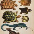 Copertă produs Zoologia ilustrată - gallery small 