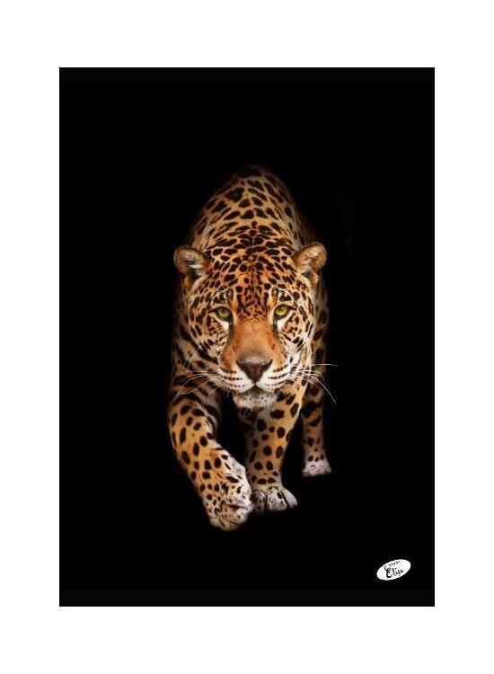 Copertă produs Caiet A4 capsat, Velin, 60 file, 80gr, Animal - gallery big 2
