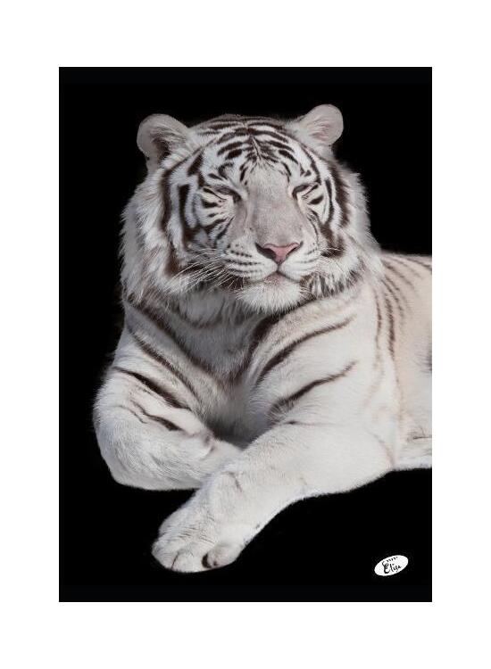 Copertă produs Caiet A4 capsat, Velin, 60 file, 80gr, Animal - gallery big 7