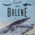 Copertă produs Marea carte despre balene - gallery small 