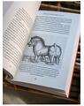 Copertă produs Adevăruri nebănuite despre animale - thumb 4