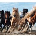 Copertă produs Puzzle 1000 piese &bdquo;Cai la galop&rdquo; - gallery small 