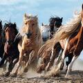 Copertă produs Puzzle 1000 piese &bdquo;Cai la galop&rdquo; - gallery small 