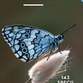 Copertă produs Mic determinator de fluturi - gallery small 