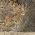 Copertă produs Trezirea, Somnorilă! A venit Moș Nicolae - gallery small 