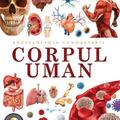 Copertă produs Enciclopedia cunoașterii. Corpul uman - gallery small 