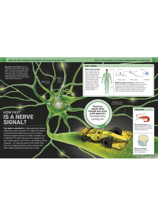 Copertă produs It Can't Be True! Human Body! - gallery big 10