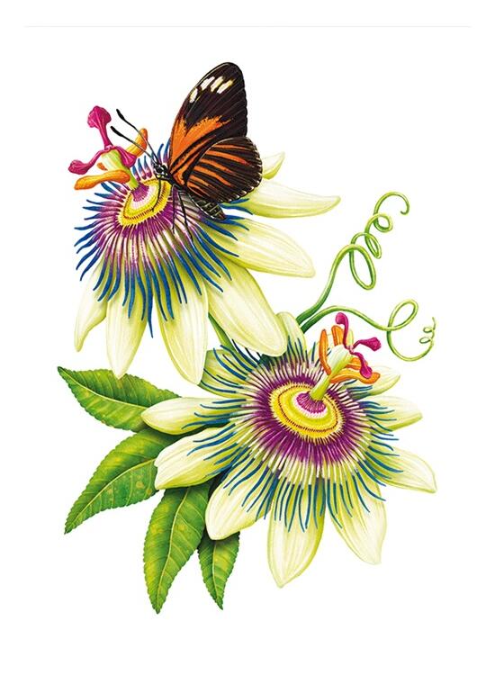 Copertă produs &Icirc;nțelepciunea florilor - gallery big 3