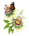 Copertă produs &Icirc;nțelepciunea florilor - thumb 3
