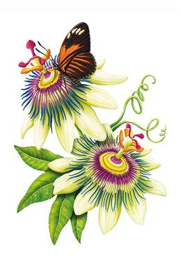 Copertă produs &Icirc;nțelepciunea florilor