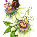 Copertă produs &Icirc;nțelepciunea florilor - gallery small 