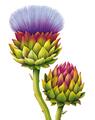 Copertă produs &Icirc;nțelepciunea florilor - thumb 4