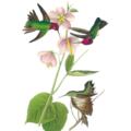 Copertă produs &Icirc;nțelepciunea păsărilor - gallery small 