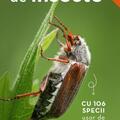 Copertă produs Mic determinator de insecte - gallery small 