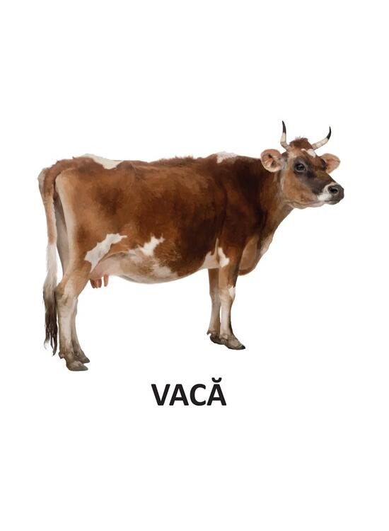 Copertă produs Animale domestice - carte pliată - gallery big 3