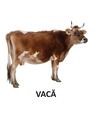 Copertă produs Animale domestice - carte pliată - thumb 3